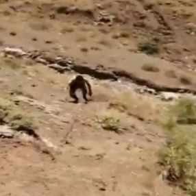 Hakkari'de bir terörist teslim oldu