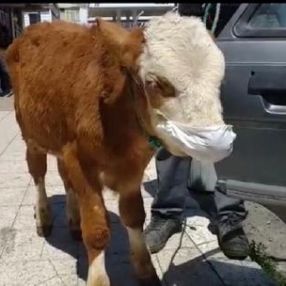 Kars'ta veterinere giden buzağıya maske takıldı