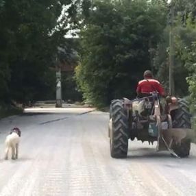 Çanakkale'de, köpekleri traktöre bağlayan çiftçi
