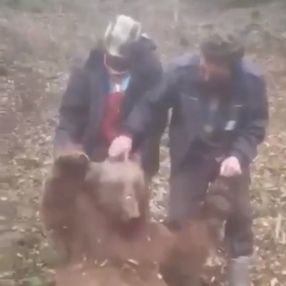 Trabzon’da öldürdükleri ayıya işkence ettiler