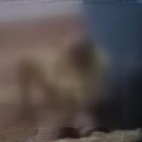 Köpeğe tecavüz ederken görüntülendi, gözaltına alındı