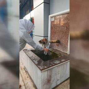 Sıcaktan bunalan kediler çeşmelere koştu