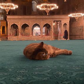 Ayasofya'nın kedisi Gli'nin keyfi yerinde
