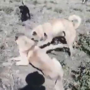 Erzurum’da dehşet veren görüntüler kamerada