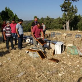 Mersin'de arı kovanlarına sinek ilaçlı saldırı