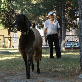 Uşak'ta sıkılınca sahiplendiği keçiyle dost oldu