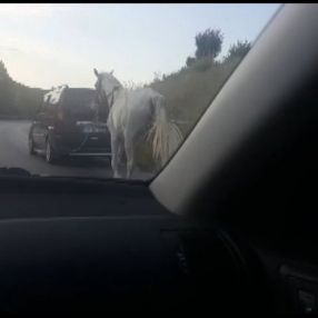 Bursa'da atı araca bağlayıp çekti