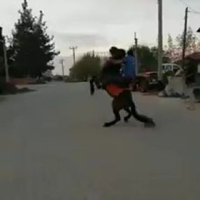 Denizli’de ata binmek isterken düştü