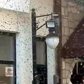 İzmir'de Sanak Sokağı'ndaki arılar görenleri korkuttu