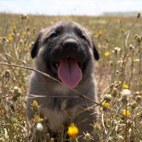 Kangal köpeklerine çipli takip