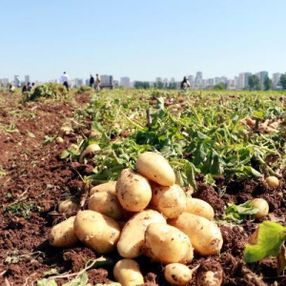 Niğde’de hastalıklara dayanıklı yerli ve milli patates