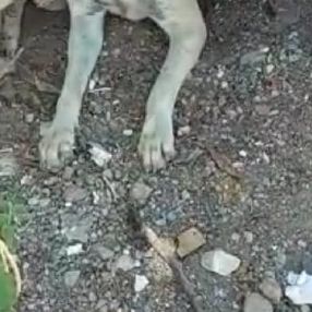 Antalya'da köpeğe tecavüz eden adam, serbest bırakıldı