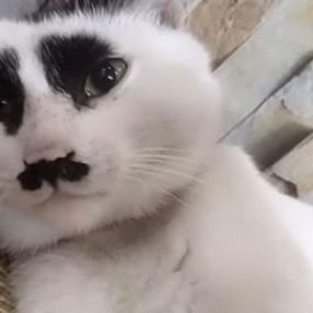 Çin'deki üzgün kedi, sosyal medyada ilgi odağı oldu