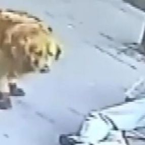 Köpeğini gezdiren adamın kafasına komşusunun kedisi düştü