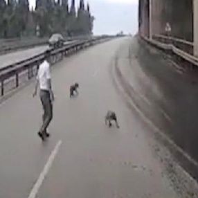 Kocaeli'de, araçların arasında kalan yavru köpekler kurtarıldı