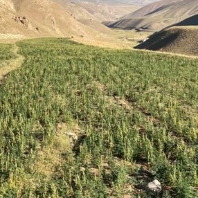 Van’da 1 milyon 560 bin 57 kök kenevir ele geçirildi