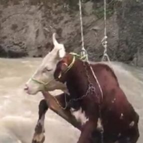 Giresun'da sele kapılan ineği kurtarma operasyonu