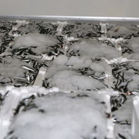 Bursa'da balık sezonu başladı, denetimler arttı
