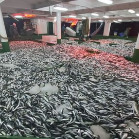 Çanakkale'de, av sezonun ilk gecesi bereketli geçti