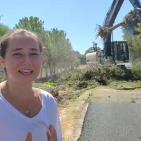 İzmir'de CHP'li belediyenin ağaç katliamı genç kızı gözyaşlarına boğdu