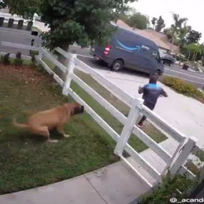 Amerika'da köpekten korkan kurye çitlerden atladı
