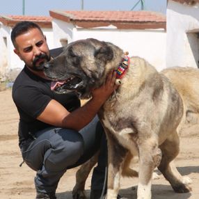 PÖH’ün yanında görev alacak kangallar, göreve hazır