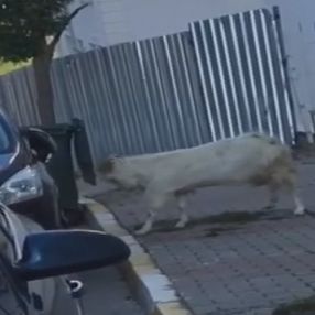 Çekmeköy'de boynuz darbeleriyle otomobile zarar veren keçi