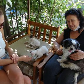 Balıkesir’de köpek, kedilere annelik yapıyor