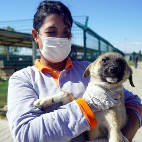 Kırklareli'de zifte bulanan yavru köpek sağlığına kavuştu