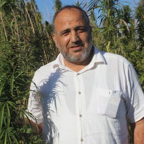 Samsun'da yerli ve milli kenevir hasadı başlıyor
