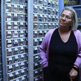 Kandıra'nın Nar Anne'si, 60 yılda 1200 ata tohum topladı