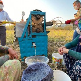 Düzce'de üretilen şeker kamışı pekmezi şifa kaynağı
