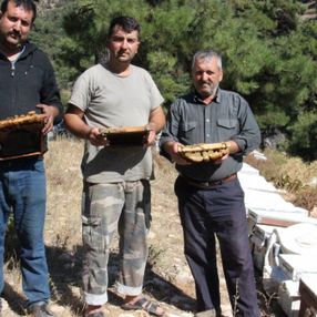 Arı kovanlarının içerisindeki esrarengiz olaylar arıcıları şaşırttı
