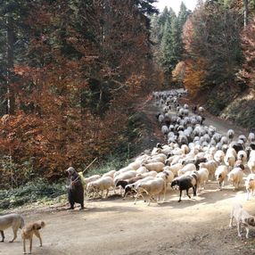 Bolu'da yaylacılar eve dönüyor
