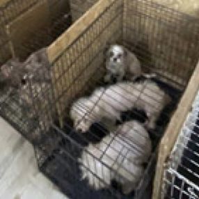 Ankara'da binanın bodrumunda 68 köpek bulundu