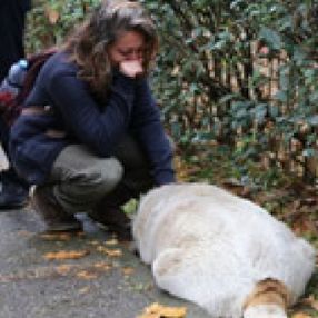 Kocaeli'de köpekleri zehirleyen belediye çalışanları açığa alındı