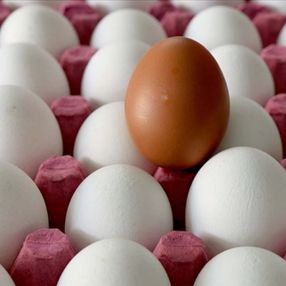 Yumurtanın fiyatı, tavuğu solladı: Kolisi 34 lira