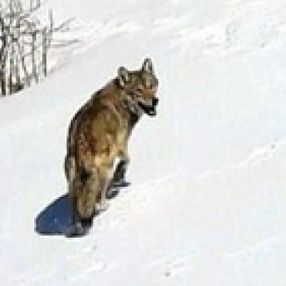 Erzincan'da karlı arazide kurda kaval dinlettiler