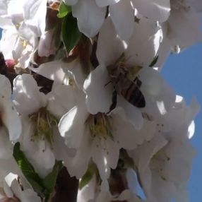 Adıyaman'ın badem bahçelerinden iç açıcı görüntüler