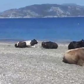 Muğla'da plajın sürpriz misafirleri görenleri şaşırttı