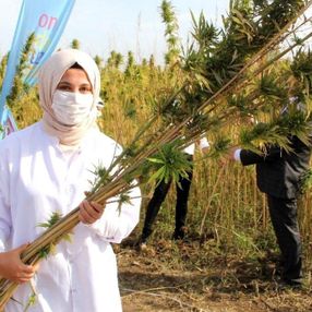 Türkiye'nin ilk tescilli yerli ve milli kenevir tohumu: Narlı ve Vezir