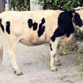 İzmir'de boşandığı eşi hakkında inek fotoğrafıyla dalga geçen kadına ceza