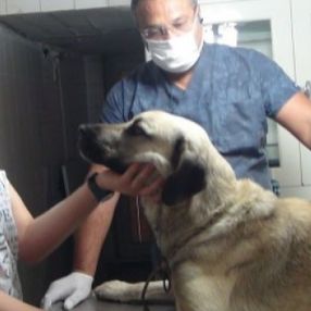 Antalya'da sokak köpeğine bıçaklı silahlı saldırı