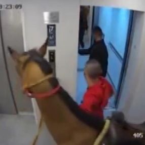İsrail’de asansöre at bindirmeye çalıştı