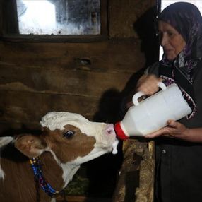 Düzce'de salgın sürecinde yerleştikleri yaylalarda izole hayatın keyfini çıkarıyorlar