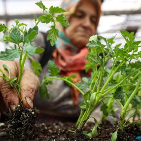 Sebzelerimizi artık balkonda yetiştiriyoruz