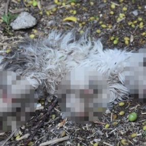 Sivas'ta bir hayvansever kayıp kedisini patileri ve kuyruğu kesik halde ölü buldu