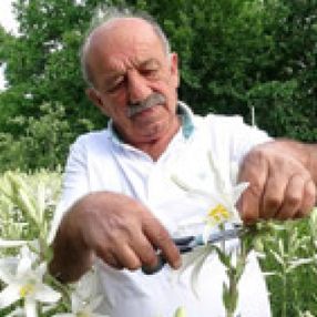 Tokat'ta hobi olarak başladığı akzambak üretimiyle hayatı değişti