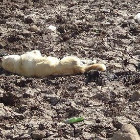 Diyarbakır’da bir köpek vahşice öldürüldü