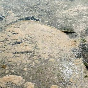 Karadeniz’de deniz salyası